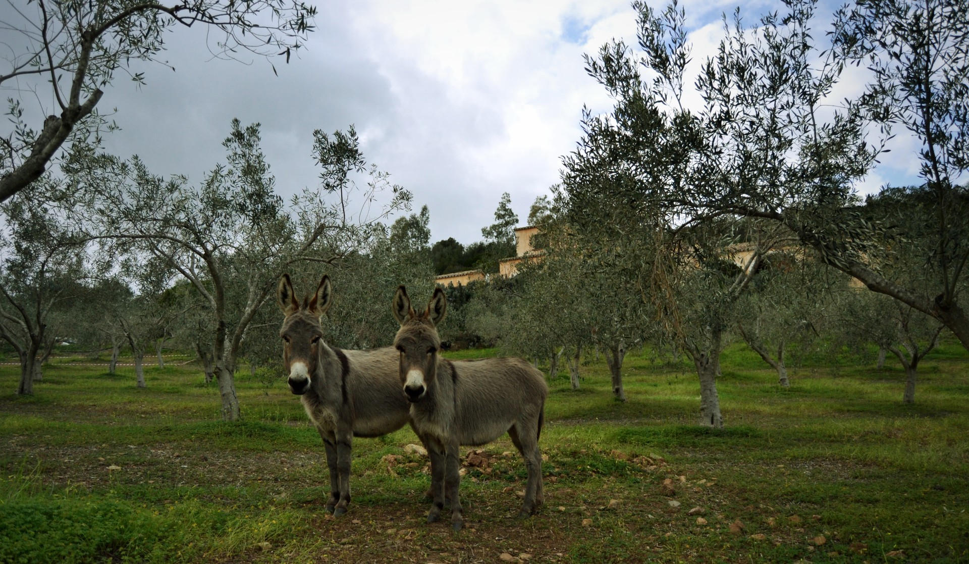 Donkeys