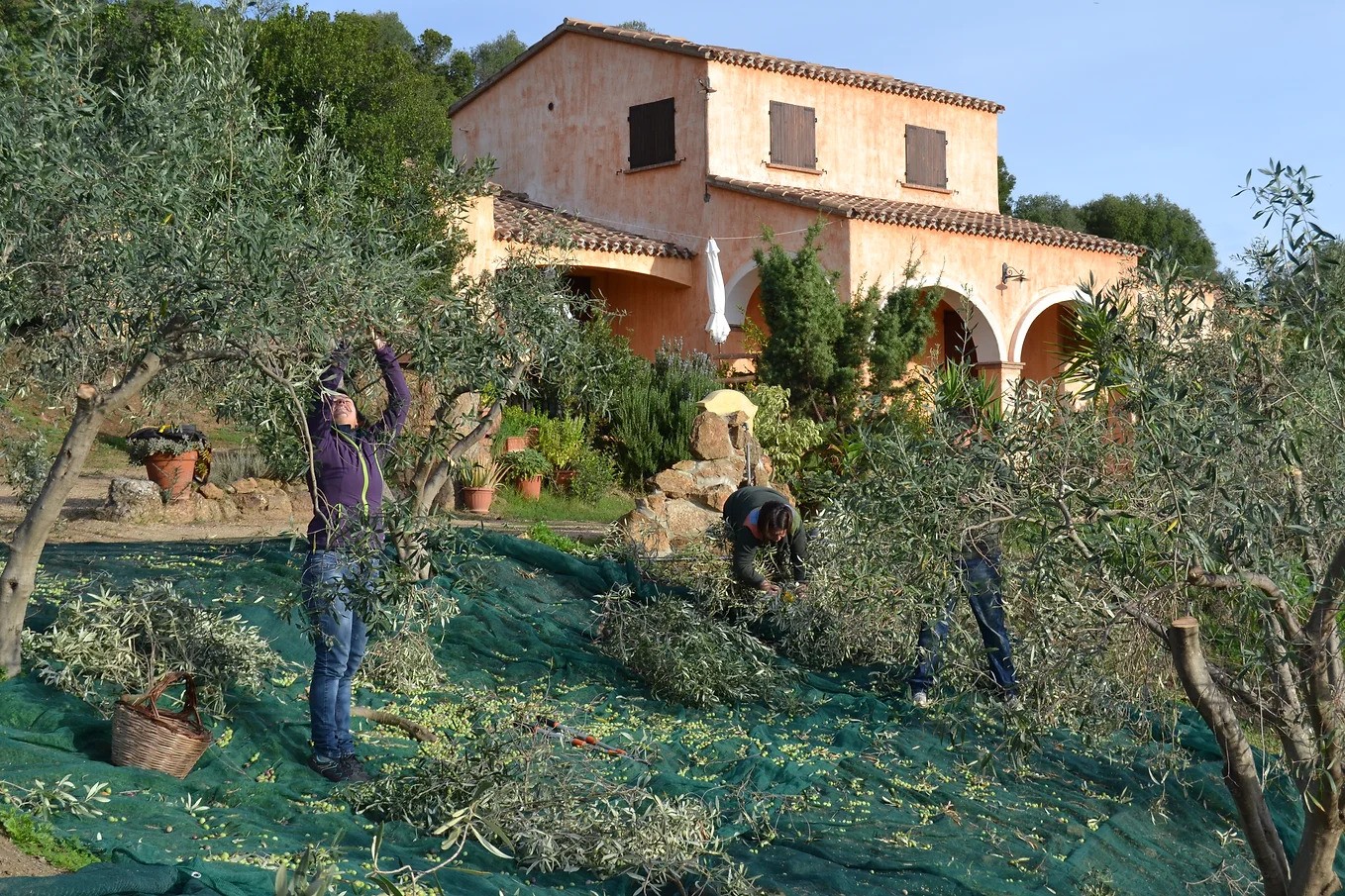 Olive Harvest