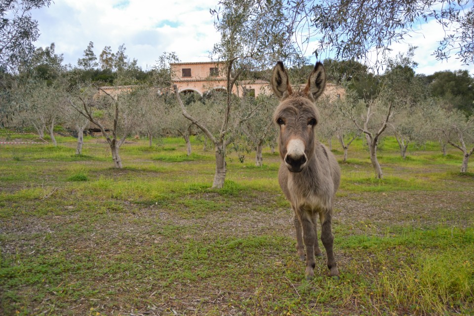 Nurazzolas è un Agriturismo Ecologico